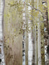 Birch Trees In Forest Black Frame Picture