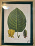 Bombay Co. Botanical Picture ’Heart Leaved Cucumber Tree’ Print In Frame