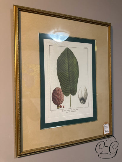 Bombay Co. Botanical Picture ’Large Leaved Umbrella Tree’ Print In Frame