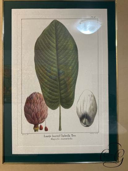 Bombay Co. Botanical Picture ’Large Leaved Umbrella Tree’ Print In Frame