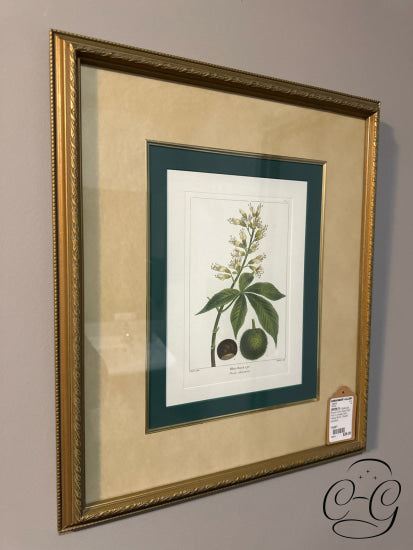 Bombay Co. Botanical Picture ’Ohio Buck Eye’ Print In Ornate Gold Frame