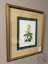 Bombay Co. Botanical Picture ’Ohio Buck Eye’ Print In Ornate Gold Frame