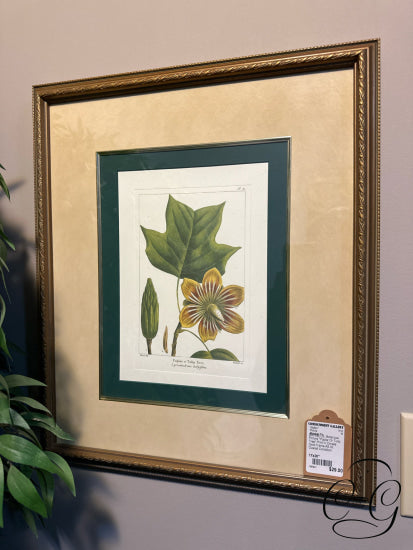 Bombay Co. Botanical Picture ’Poplar Or Tulip Tree’ Print In Ornate Gold Frame