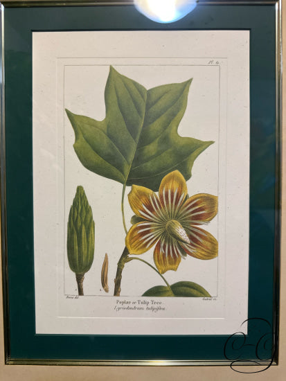 Bombay Co. Botanical Picture ’Poplar Or Tulip Tree’ Print In Ornate Gold Frame