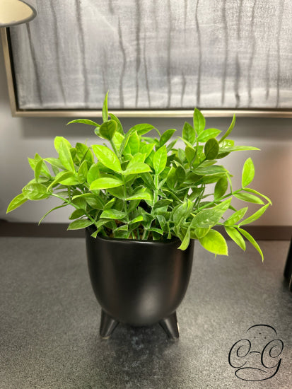 Faux Green Plant In Black Pot With Legs Greenery