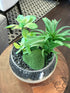 Glass Container With Faux Cacti Sand Black Small Stones Greenery