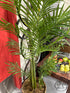 Palm Tree In Round Woven Basket - Large Greenery