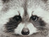 Raccoon Face Sepia Toned Canvas Picture