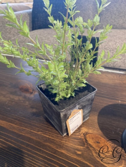 Metal Box With Herbs Greenery